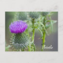 Recherche de chardons cartes postales Violet