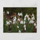 Recherche de snowdrops cartes postales Blanc
