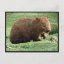 Recherche de wombat cartes postales Marsupiaux