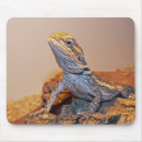 Recherche de dragon photographie Lizzard