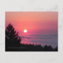 Recherche de arbre de paix cartes postales Rose