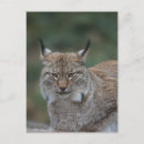 Recherche de eurasien cartes postales Bobcat