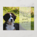 Recherche de sennenhund posters Mignon