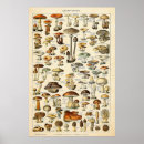 Recherche de adolphe millot posters Champignon