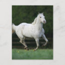 Recherche de appaloosa cartes postales Cheval