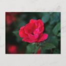 Recherche de fleurs anciennes cartes postales Coloré