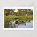 Recherche de ibis cartes postales Photographie