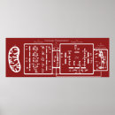 Recherche de cycle krebs Glycolyse