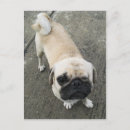 Recherche de humour de carlin cartes postales Dog