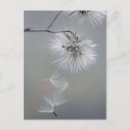Recherche de macro photo cartes postales Floral