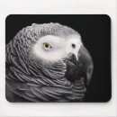 Recherche de perroquet gris africain tapis souris Animal