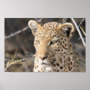 Recherche de le botswana posters Faune
