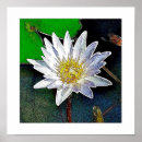 Recherche de lotus flower posters Méditation