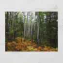 Recherche de bouleau blanc cartes postales Nature