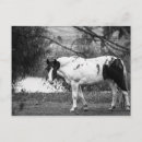 Recherche de poney peinture cartes postales Chevaux