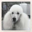 Recherche de caniche dessous de verres Animal familier