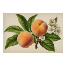 Recherche de fleurs de pêche posters Toute personne