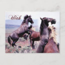 Recherche de troupeau de chevaux sauvages cartes postales Mustang