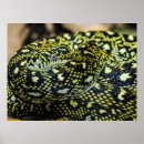Recherche de boa posters Nature