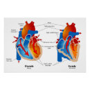 Recherche de cardiologie posters anatomie