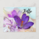 Recherche de fleurs de crocus cartes postales Violet