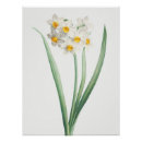 Recherche de redouté posters Illustration