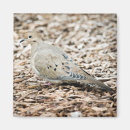 Recherche de colombie magnets Nature