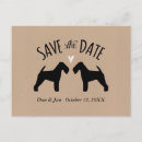 Recherche de gallos Amour