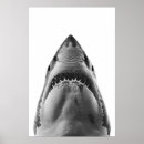 Recherche de grand requin blanc posters Plage