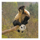 Recherche de arbre heureux posters Animal