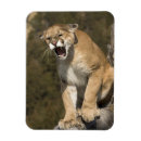 Recherche de pommes magnete Usa