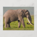 Recherche de conservation cartes postales Animal