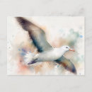 Recherche de albatros cartes postales Faune