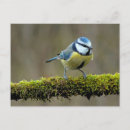 Recherche de colibri bleu cartes postales Animal