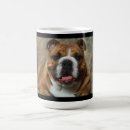 Recherche de english tasses Canine
