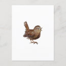 Recherche de chants cartes postales Ornithologie