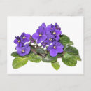 Recherche de violettes africaines cartes postales Bleu