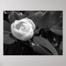 Recherche de sudiste posters Magnolia