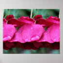 Recherche de arroser posters Fleurs