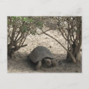 Recherche de galapagos cartes postales Tortue géante