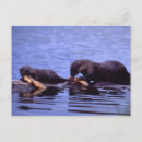 Recherche de loutre de rivière cartes postales Nature