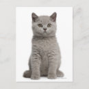 Recherche de semaine cartes postales Animal