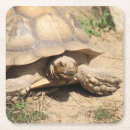 Recherche de reptile photographie Zoo