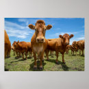 Recherche de beef posters Livestock