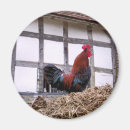 Recherche de poulet coq magnets Fermes