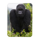 Recherche de gorille de montagne magnets Buffle