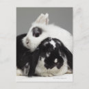 Recherche de lapin nain cartes postales Blanc