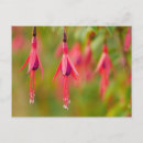 Recherche de fuchsia cartes postales Violet