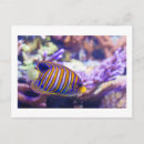 Recherche de poisson de mer cartes postales Pour elle