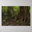 Recherche de forêt tropicale posters Végétation